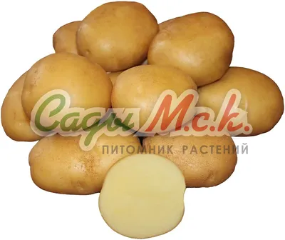 Лорх