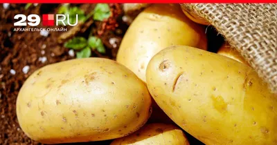 28 мая 2019 – «Картофель – второй хлеб». К 130-летию Александра Георгиевича  Лорха | Анонсы событий РГАУ-МСХА