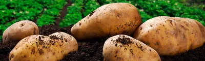Лучшие сорта картофеля для длительного хранения