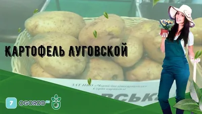 Картофель Луговской - YouTube