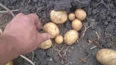 В магазинах на полках лежит столько видов картофеля, что так просто и не  разобраться! Одни сорта лучше подходят для варки,.. | ВКонтакте