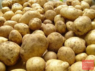 Картофель 'Луговской' — описание сорта, характеристики | на LePlants.ru