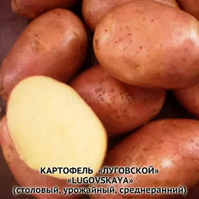 ТОП-7 самых крупных сортов картофеля | На грядке (Огород.ru)