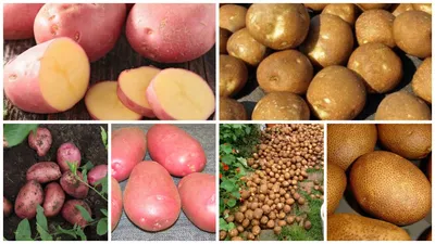 Картофель семенной Ред Леди (1 кг/уп - репродукция супер-супер элита,  ранний) купить за 195 р. в садовом центре АСТ Медовое