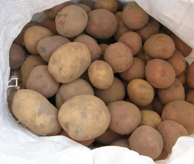 Урожай картофеля – Одерихино