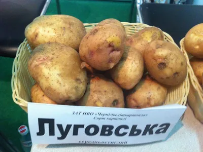 Картофель Луговской – описание сорта, фото, отзывы