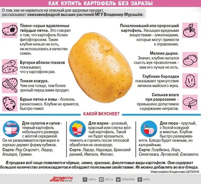 Купить луговской картофель семенной Краснодар оптом и в розницу по низкой  цене