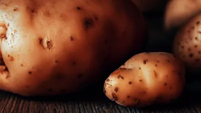 Куплю мелкий картофель на корм скоту , цена Договорная купить в Барановичах  на Куфаре - Объявление №211383381