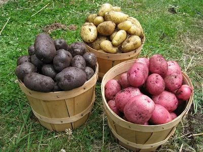 картофель мелкий на корм животных — купить в Красноярске. Картофель на  интернет-аукционе Au.ru