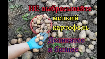 Корнеплод молодой Картофель мелкий белый местный урожай 2023 подложка, 850  г купить в магазине Табрис