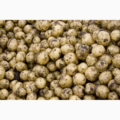 Продам мелкий картофель на корм скоту 760 кило - Форум Гродно