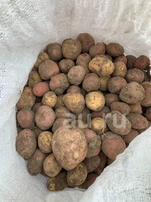 ОБЪЯВЛЕНИЯ ☆АФИША☆ СВОБОДНЫЙ on Instagram: \"🥔Продам мелкий молодой  картофель. Недавно выкопан. 100₽ - ведро. В наличии 9 вёдер. Отлично  подойдёт для корма скоту, на семена. Картофель на фото. Обращаться по  телефону: ☎️