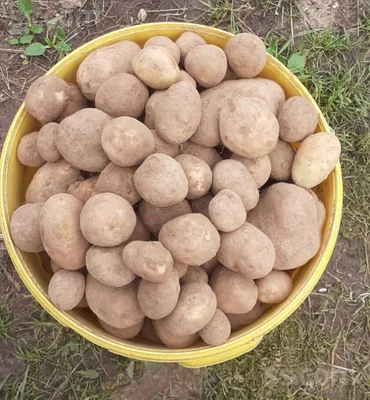 Семенной картофель: крупный или мелкий?