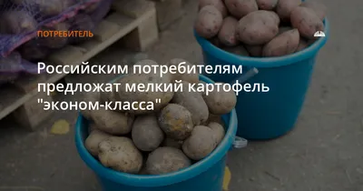 Картофель сорт Гала калибр 5+ крупный и мелкий опт от производителя НСО  село Быково | ООО Лукоморье
