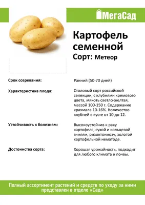 Картофель Сорт Метеор. Купить Клубни для Посадки с Доставкой в СПБ.  Отправка по РФ почтой и