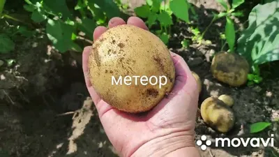 Купить картофель Фиолетовый, элита 1 кг - Картофель семенной, Картофель  семенной, арт: 16672 недорого в магазине в Иваново, цена