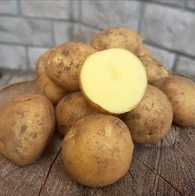 Семенной картофель Метеор — Рассада цветов и овощей.