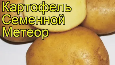 26 сортов семенного картофеля будет предложено покупателям на отраслевой  выставке «Картофель-2022» | Министерство сельского хозяйства Чувашской  Республики
