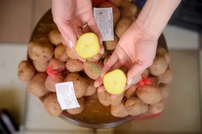 Семенной картофель Фаворит — Рассада цветов и овощей.