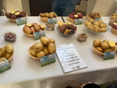Выбор картошки для жарки по цвету кожуры оказался мифом - МК