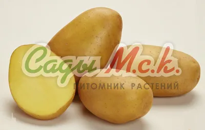 Картофель семенной купить недорого в магазине в Астрахани, цена 2024