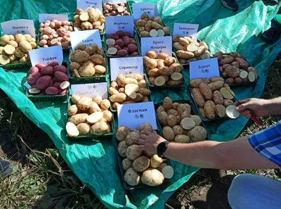 Беккер Беларусь on Instagram: \"🥔🥔Какой сорт картофеля выбрать для  суперраннего урожая☝️ Выбор семенного картофеля часто вызывает затруднения,  ведь среди новых сортов тяжело выбрать лучший. Предлагаем познакомиться с  характеристиками популярных ...