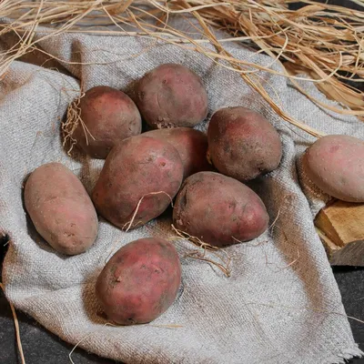 Картофель семенной Гала (1 кг/уп - репродукция элита, ранний) купить за 195  р. в садовом центре АСТ Медовое