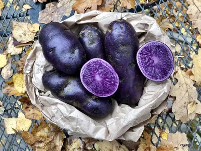 Картошка фиолетовая(Синяя,Витело́т,Негритянка ) 5кг: 200 грн. - Продукти  харчування / напої Золотоноша на Olx