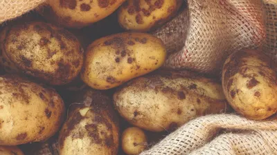 Жареные макароны Gnocchi картофель. Черная деревянная фон. Вид сверху.  Копировать пространство Стоковое Фото - изображение насчитывающей  ингридиент, еда: 195647328
