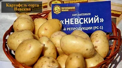 🌱 Картофель семенной Краса Мещеры по цене от 430 руб: картофель - купить в  Москве с доставкой - интернет-магазин Все Сорта