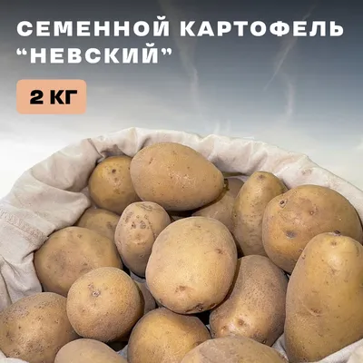 Лучшие сорта картофеля - сорта \"Удача\" и \"Гала\" - YouTube