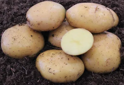 Картофель семенной Удача (1 кг/уп - репродукция супер элита, ранний) купить  за 195 р. в садовом центре АСТ Медовое