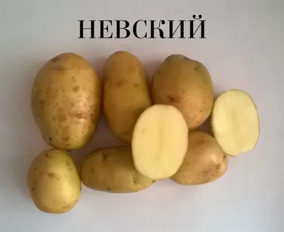 Сорт картофеля в зависимости от региона | SKOGGY