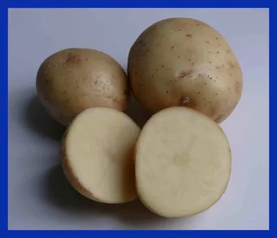 Семенной картофель