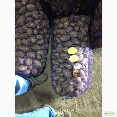 Деревенский картофель с бесплатной доставкой сорт ''Невский'', цена 0.50 р.  купить в Минске на Куфаре - Объявление №206241351