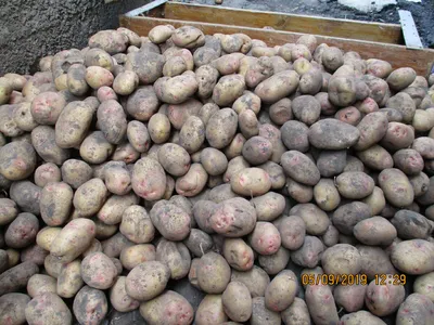 ≡ Семенной картофель Королева Анна (среднеранний) 1 репродукция - Купить в  Украине ᐉ Цены, Отзывы – LUTSENA