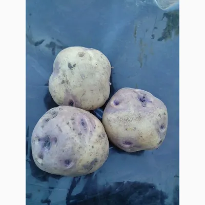 Продам картофель белый с фиолетовыми глазками сорта Ольвия — Agro-Ukraine