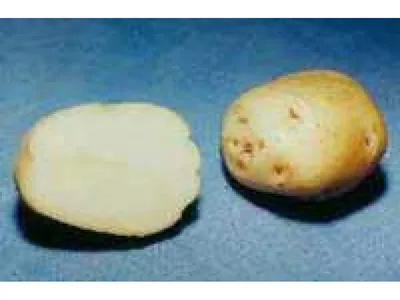 Картофель семенной Манифест - купить по низкой цене с доставкой