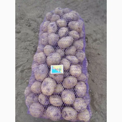 Фото к объявлению: продам картофель белый с фиолетовыми глазками сорта  Ольвия — Agro-Ukraine