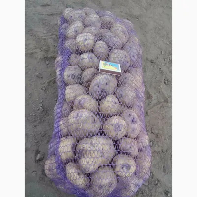 Фото к объявлению: продам картофель белый с фиолетовыми глазками сорта  Ольвия — Agro-Ukraine