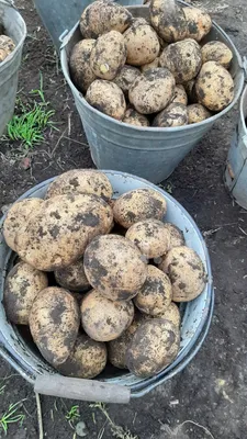 Жареная картошка с соусом из сметаны и чеснока» — создано в Шедевруме