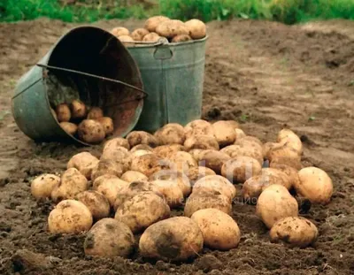 МУКБАНГ🍽 ОПЯТЬ Жру вижу еду теряю разум🙈Жареная картошка солёные огурцы  MUKBANG💥fried potatoes SALT - YouTube