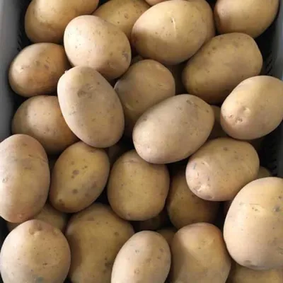 Провита — первый сорт польского картофеля с фиолетовой мякотью — Журнал  \"Картофельная Система\"