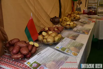 Белорусские эксперты назвали самые вкусные сорта картофеля - KP.RU