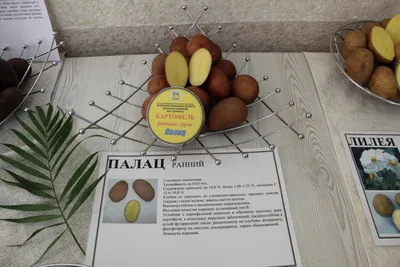 Дранбургер, картофельно-шоколадный пирог и очень много картошки: в Витебске  проходит фестиваль \"Бульба – Картошка – Potatoes\"