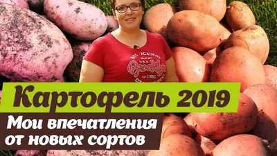 Семена Картофель Пикассо купить в Могилеве