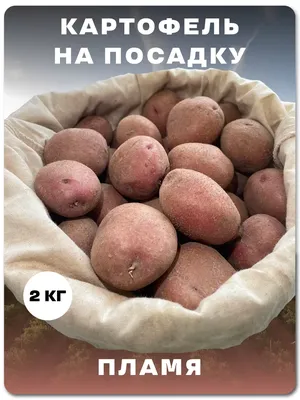 Картофель Пароли (Paroli) | Сорта картофеля