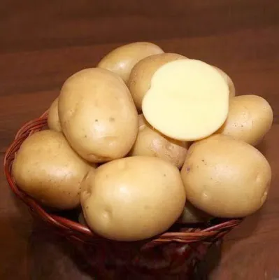Картофель сорта «Палац».