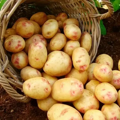 Семенной картофель Пикассо — купить в Красноярске. Овощи на  интернет-аукционе Au.ru