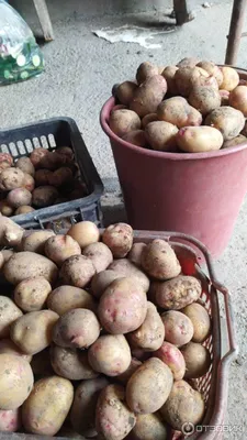 Купить семенной картофель, сорт Пикассо оптом, выгодные условия